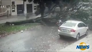 Impressionante: confira o momento em que árvore cai sobre motociclista