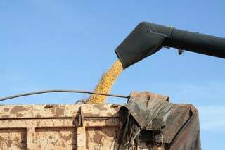 Mato Grosso do Sul é o terceiro maior produtor de milho desta safra (Foto: Arquivo)