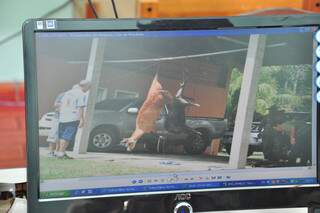 Fotografia enviada em denúncia anônima mostra porco do mato e cervo além da camionete usada na caçada dos jacarés.