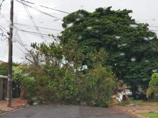 Árvore não aguentou força dos ventos na Avenida Marechal Floriano, na Vila Bandeirantes (Foto: Direto das Ruas)