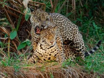 Larissa passa meses no Pantanal e registra com delicadeza o hábito dos animais