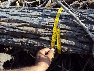 Os militares identificaram diversas árvores derrubadas com mais de 32 centímetros de diâmetros (Foto: Divulgação/PMA)