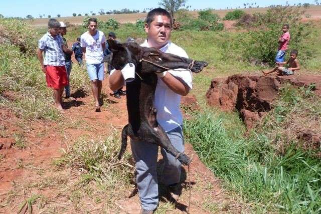 C&atilde;o jogado em fossa com patas amarradas n&atilde;o resiste aos ferimentos e morre