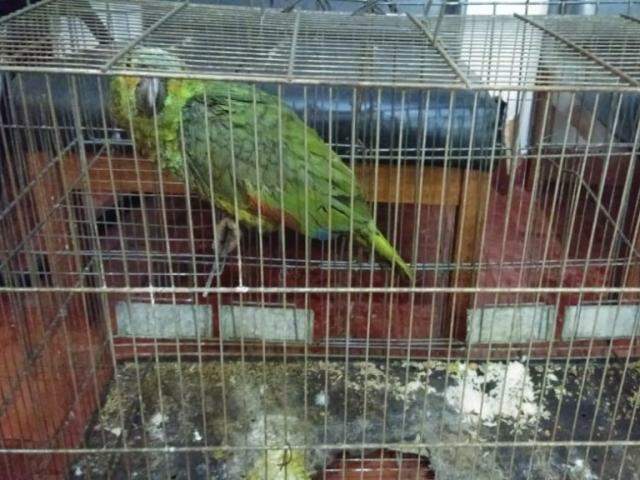 Tiê-bicudo, ave criticamente ameaçada de extinção, volta a ser mais visto  no Mato Grosso graças