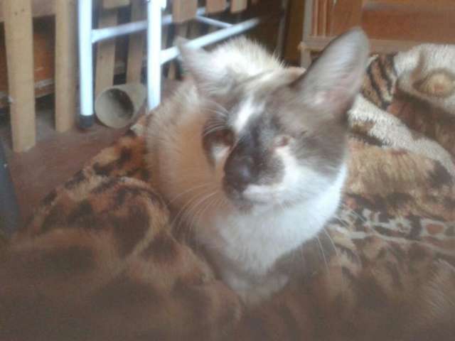 Gato que teve os olhos arrancados &eacute; resgatado por aluna e professora