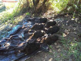 Carcaças de capivaras foram abandonadas por caçadores. (Fotos: Divulgação/PMA)