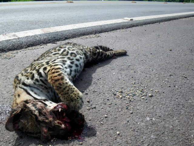 Jaguatirica que fugiu de cheia no Pantanal &eacute; atropelada