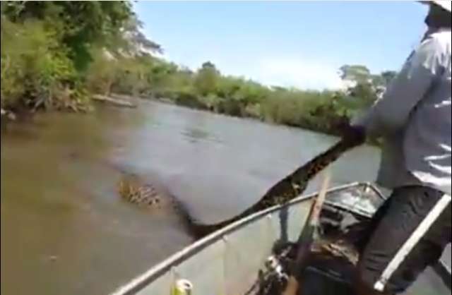 V&iacute;deo mostra persegui&ccedil;&atilde;o a sucuri de 5 metros que engoliu capivara