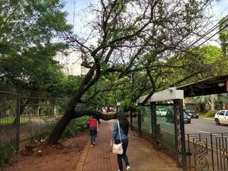 Árvore caiu em estrutura de ponto de ônibus na Praça Ary Coelho, em Campo Grande (Foto: Guilherme Rosa)