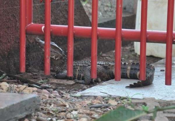 Funcion&aacute;rios encontram filhote de jacar&eacute; de um metro em p&aacute;tio de empresa