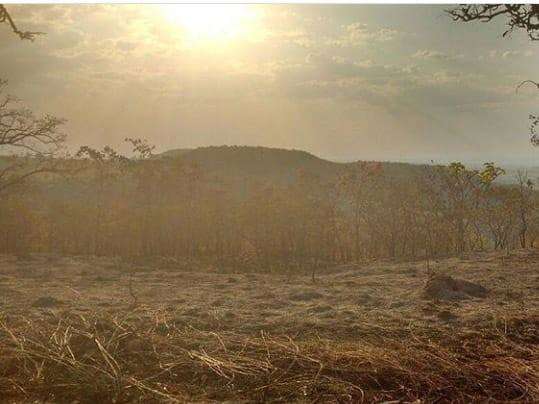 Desmatamento pode extinguir mais de mil esp&eacute;cies de plantas do Cerrado