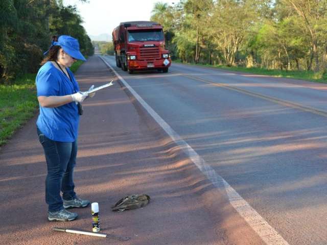 Com radares, BR-262 deixou de ser uma amea&ccedil;a &agrave; fauna pantaneira