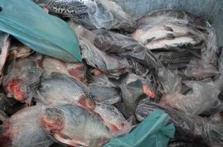 O pescado chega a uma diferença de 10% a 15% mais barato, no Projeto Feira do Pescado da UFMS.