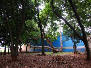 Bosque fica no fundo de escola estadual. (Fotos: Minamar Junior)