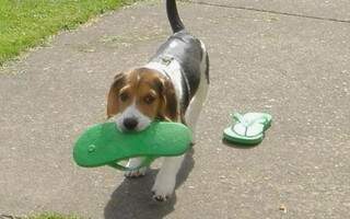 Por quê teu cachorro ama teu sapato em vez do brinquedo