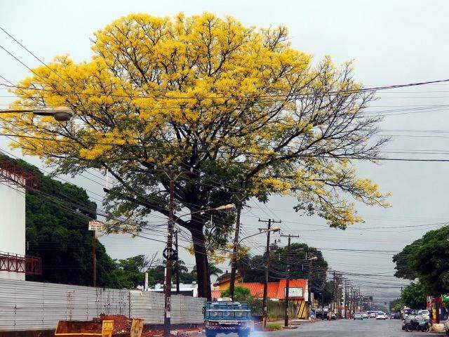 Nova massa de ar na quinta derruba temperatura e frio ganha for&ccedil;a em MS
