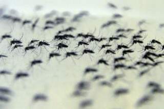 Mosquito transmissor da dengue  pode ter, também, bactéria contra doença. (Foto: Arquivo)