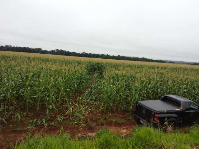 Montana abandonada em milharal transportava 680 quilos de maconha