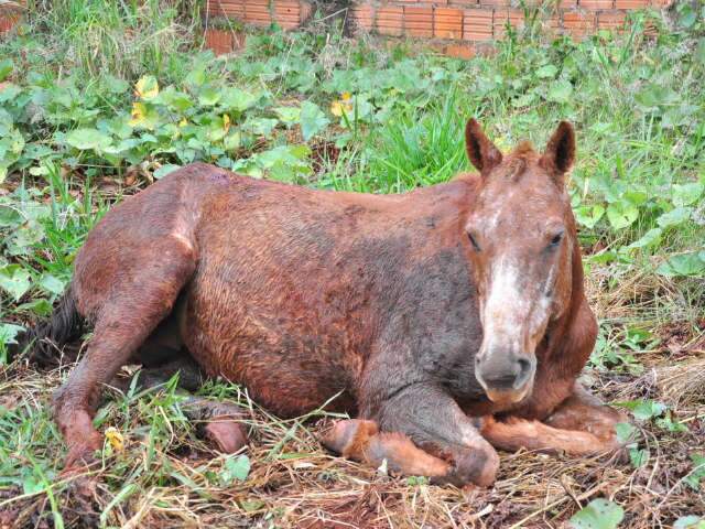  Bombeiros resgatam &eacute;gua prenha que caiu em fossa no Aero Rancho