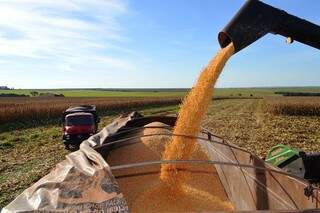 Terceiro maior produto na lista dos exportados, milho em grão aumentou exportação em 100% (Foto: Divulgação/Famasul)
