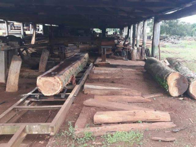 Empresa recebe multa por explorar madeira em parque de preserva&ccedil;&atilde;o