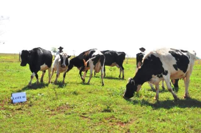 Prefeitura leiloa bois que recebeu como devolu&ccedil;&atilde;o de dinheiro desviado