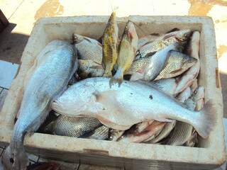 Peixes apreendidos foram doados a instituições filantrópicas, diz PMA (Foto: divulgação)