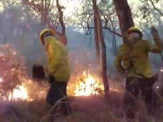 Brigadistas combatem incêndio na região do Pantanal Sul-mato-grossense (Foto: Divulgação/Prevfogo)