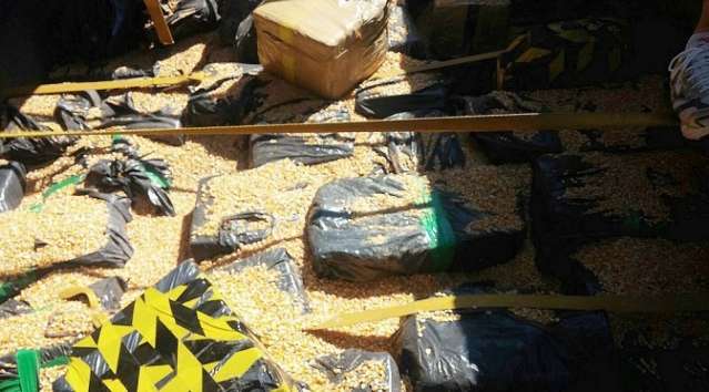 Droga apreendida sob carga de milho na MS-480 totaliza 9,8 mil quilos