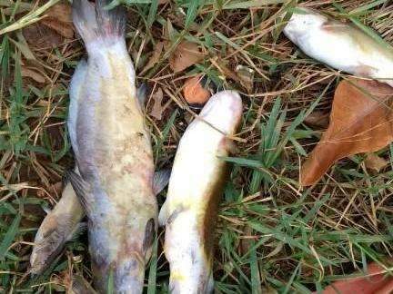 Peixes aparecem mortos em c&oacute;rrego dentro de reserva ambiental no Rancho Alegre