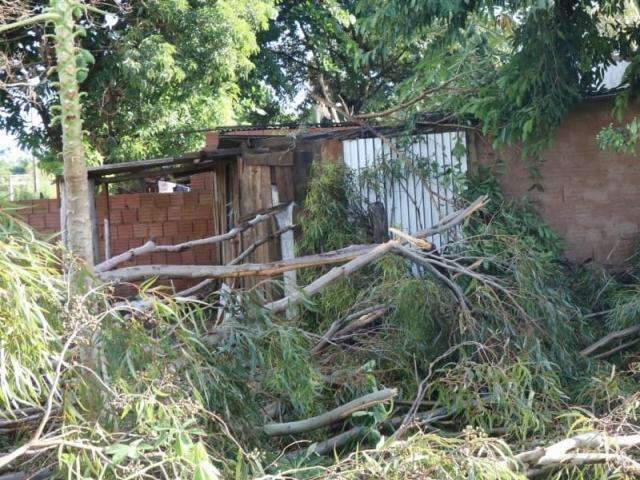 Eucaliptos caem durante chuva, interditam rua e estragam telhado de casa