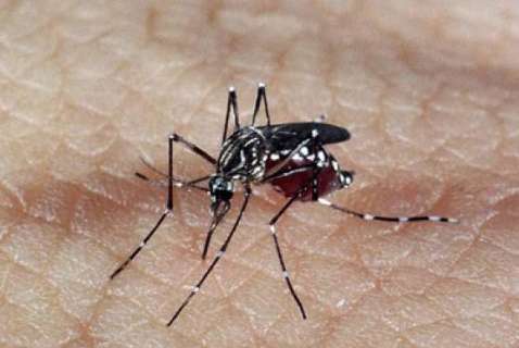 1º caso de Chikungunya é confirmado e doença pode se propagar na Capital