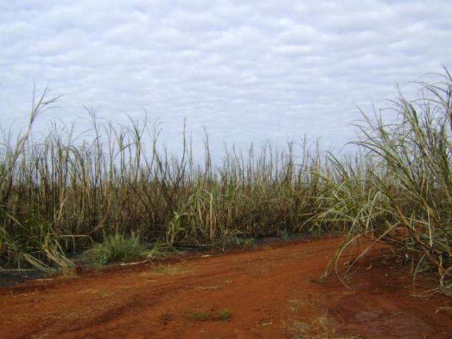 PMA multa usina sucroenerg&eacute;tica em R$ 170 mil ap&oacute;s queimada ilegal