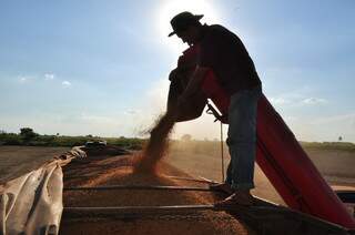 Mato Grosso do Sul colheu metade da soja plantada; previsão para este ano é de 4,7 milhões de toneladas. (Foto: João Garrigó)