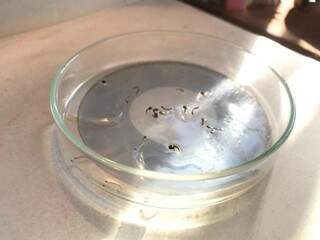 Larvas do mosquito Aedes aegypti (Foto: arquivo/Campo Grande News)