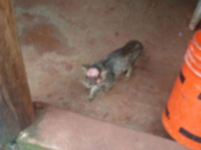 Gato aparece em resid&ecirc;ncia com corte na cabe&ccedil;a e dois olhos arrancados 
