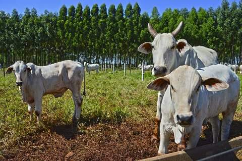 Exportações de carne bovina in natura de MS caem 32% em janeiro