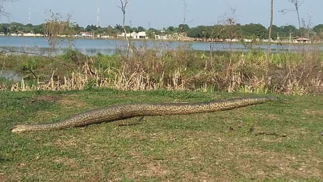 Cobra de tr&ecirc;s metros &eacute; encontrada morta e chama a aten&ccedil;&atilde;o em lagoa