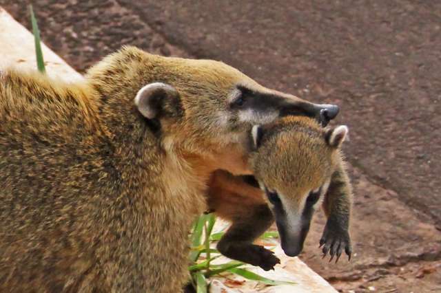 Travessia de mam&atilde;e quati com filhotes para tr&acirc;nsito no Parque dos Poderes