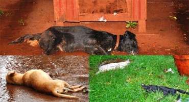 Cachorros e gatos s&atilde;o envenenados e amanhecem agonizando em bairro