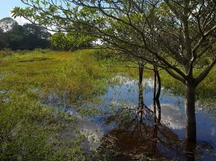 Pico da cheia no Pantanal ficará longe dos níveis mais altos, diz Embrapa