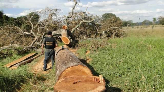 PF flagra desmatamento ilegal praticado por &iacute;ndios e quilombolas