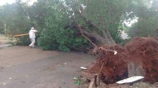 Vento de 60 km/h arrancou árvore pela raiz na rua 53, do Nova Campo Grande. (Foto: Alan Nantes)