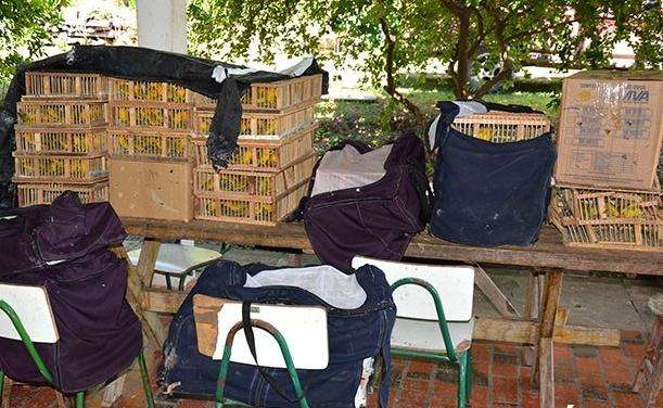 Motorista bate carro ao tentar fugir com carga de 300 aves silvestres