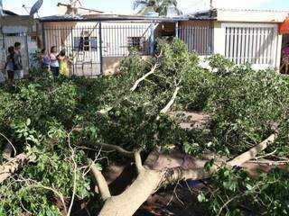 Galho de árvore tomou a rua no bairro Moreninhas III. (Foto: Marcos Ermínio)