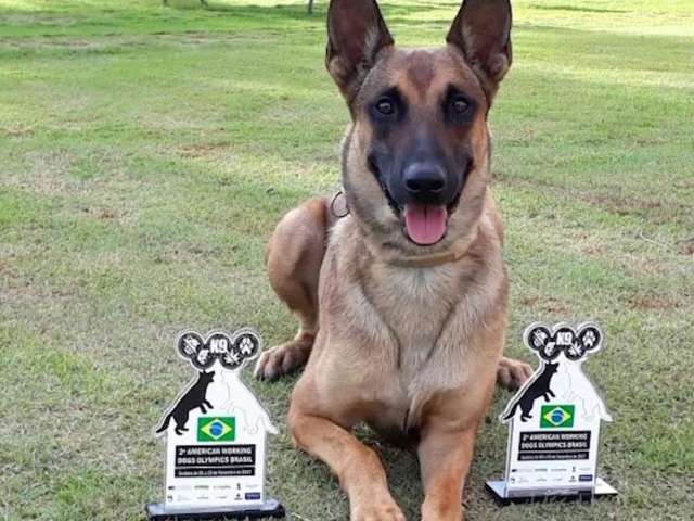 No primeiro torneio, pastor belga do Choque volta com terceiro lugar