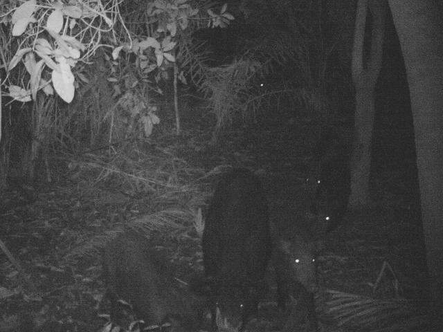 Ataques de javalis geram perdas de 22% em lavouras de milho no Estado