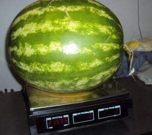  Melancia gigante vira atra&ccedil;&atilde;o