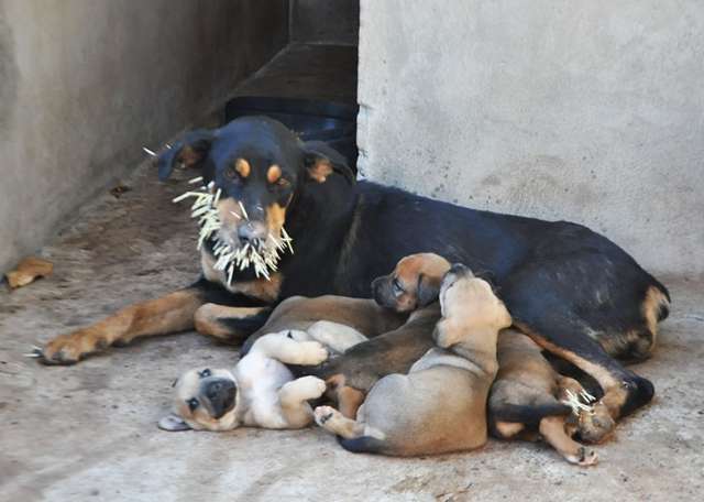Quatro cachorros ficam feridos ao tentar atacar porco-espinho