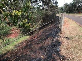 Incêndio ontem à noite destruiu parte da vegetação (Foto: Ronie Cruz)